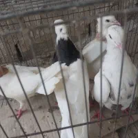 کبوتر رنگی|پرنده|رامشیر, |دیوار