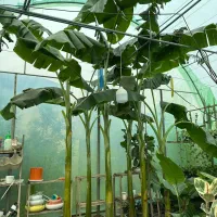 درختچه نهال موز