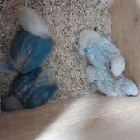 جوجه کوتوله سرلاکی خوشرنگ