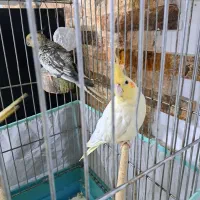 طوطی عروس|پرنده|چالوس, |دیوار