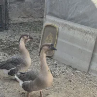 قوغاز اوکراینی و بوقلمون رسمی|حیوانات مزرعه|تهران, علم و صنعت|دیوار