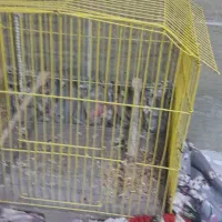 دو عدد  قفس پرنده