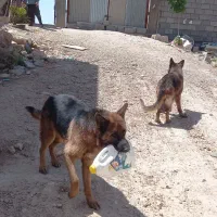 فروش|سگ|صدرا-فارس, باغشهر گلبهار صدرا|دیوار