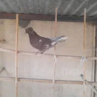 پرنده