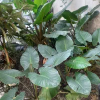 گل طبیعی بابا آدم