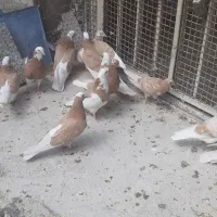 کبوتر شازده زرد