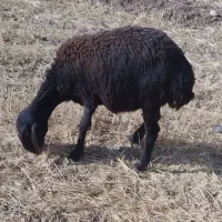 بره ماده|حیوانات مزرعه|شازند, |دیوار