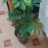 گل زیبای شفلرا