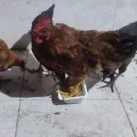 مرغ و خروس رسمی