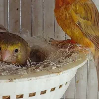 قناری جفت مولد با جوجه و تخم