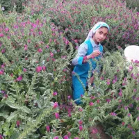 فروش گاوزبان اعلا دوم سفید