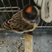 پرنده گلبسر