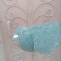 کبوتر پلاکی