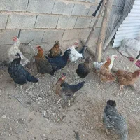 مرغ محلی|حیوانات مزرعه|شباب, |دیوار