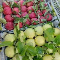 فروش انواع نهال های مثمر و غیر مثمر