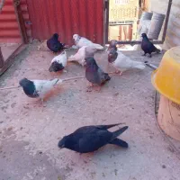 کفتر ملقی|پرنده|کرمان, |دیوار