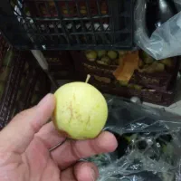سیب لواشکی سرکه ای