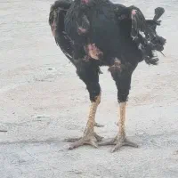 خروس لاری