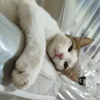 واگذاری گربه های خانگی