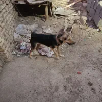 سگ ژرمن|سگ|آبادان, |دیوار