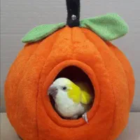 لانه پرنده مرغ عشق عروس هلندی کوتوله راهب