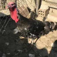 بوقلمون|حیوانات مزرعه|نوکنده, |دیوار