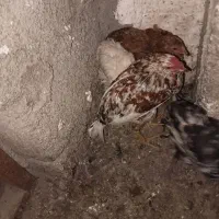 تعدادی جوجه گلین