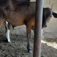 سلام یه گوساله نر درجه یک واسه پرواری