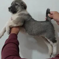 توله سگ افغان نر