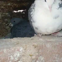 فروش کفتر
