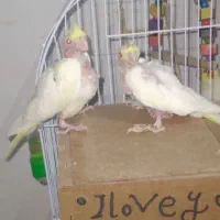 عروس چشم شرابی مفت مفت|پرنده|تربت جام, میان جام|دیوار