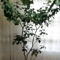 گل وگیاه|گل و گیاه طبیعی|مراغه, |دیوار