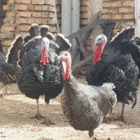 بوقلمون تعداد ۱۸ عدد