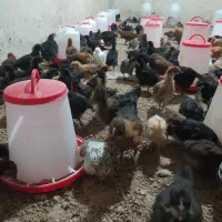 جوجه مرغ محلی اصیل