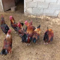خروس های جوان و سالم اصل محلی