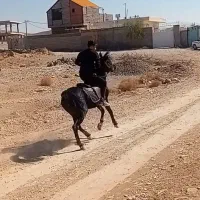 با سلام یک راس اسب نریان نژاد کرد|اسب و تجهیزات اسبسواری|ماهان, |دیوار