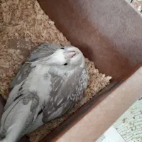 عروس هلندی مولد معاوضه با قناری|پرنده|بجنورد, |دیوار