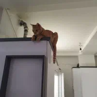 گربه گمشده|حیوانات|اسلام‌شهر, شهرک مصطفی خمینی|دیوار