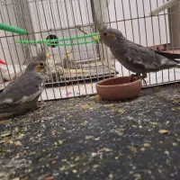 عروس هلندی|پرنده|خواف, |دیوار