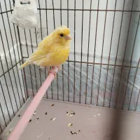 قناری ماده لیمویی