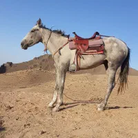 اسب سواری نریان ارام نجیب سال3|اسب و تجهیزات اسبسواری|تربت جام, شهید مدرس|دیوار