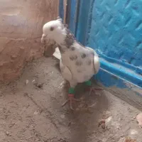 دوتا کفتر هوایی