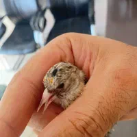 سهره قفس|پرنده|قرچک, شهرک طلائیه|دیوار