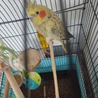 عروس هلندی ماده زیبا|پرنده|لاهیجان, کوی زمانی|دیوار