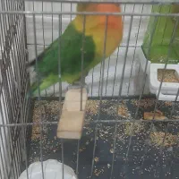 طوطی برزیلی باقفس و وسایل|پرنده|بیجار, |دیوار