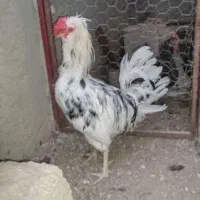 مرغ و خروس گلین چهل تاج