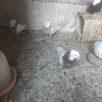 طوقی ماده