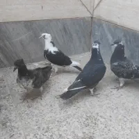 کبوتر جوجه