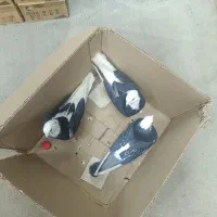 ۶ عدد کبوتر به قیمت مناسب