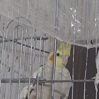 عروس هلندی مولد